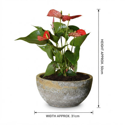 Anthurium أنثوريوم
 / Yellow Foam Glaze Bowl Pot