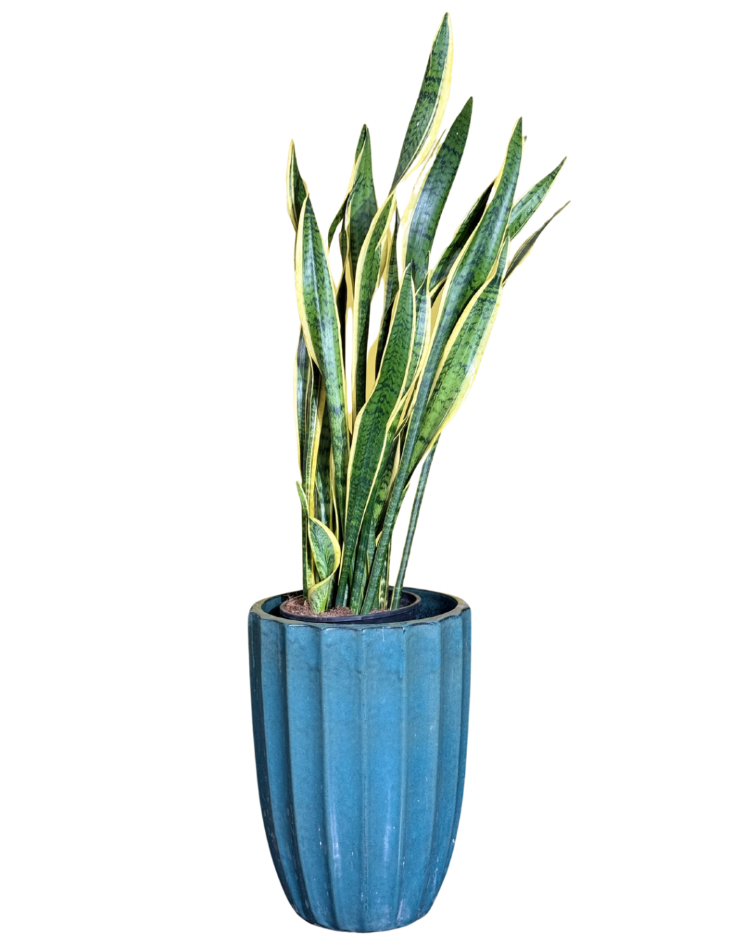 جلد النمر والحوض الأزرق