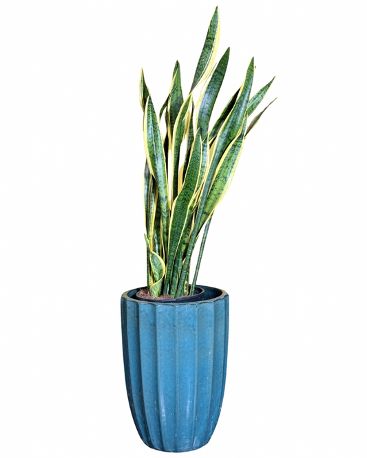 جلد النمر والحوض الأزرق