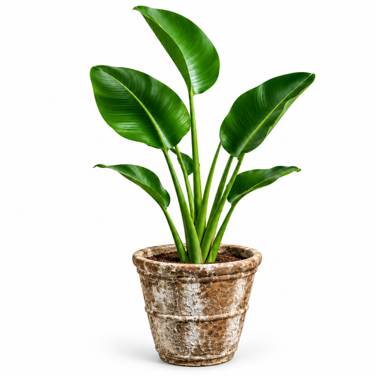 Bird of Paradise/Conical Ancient Rust (Large Pot)