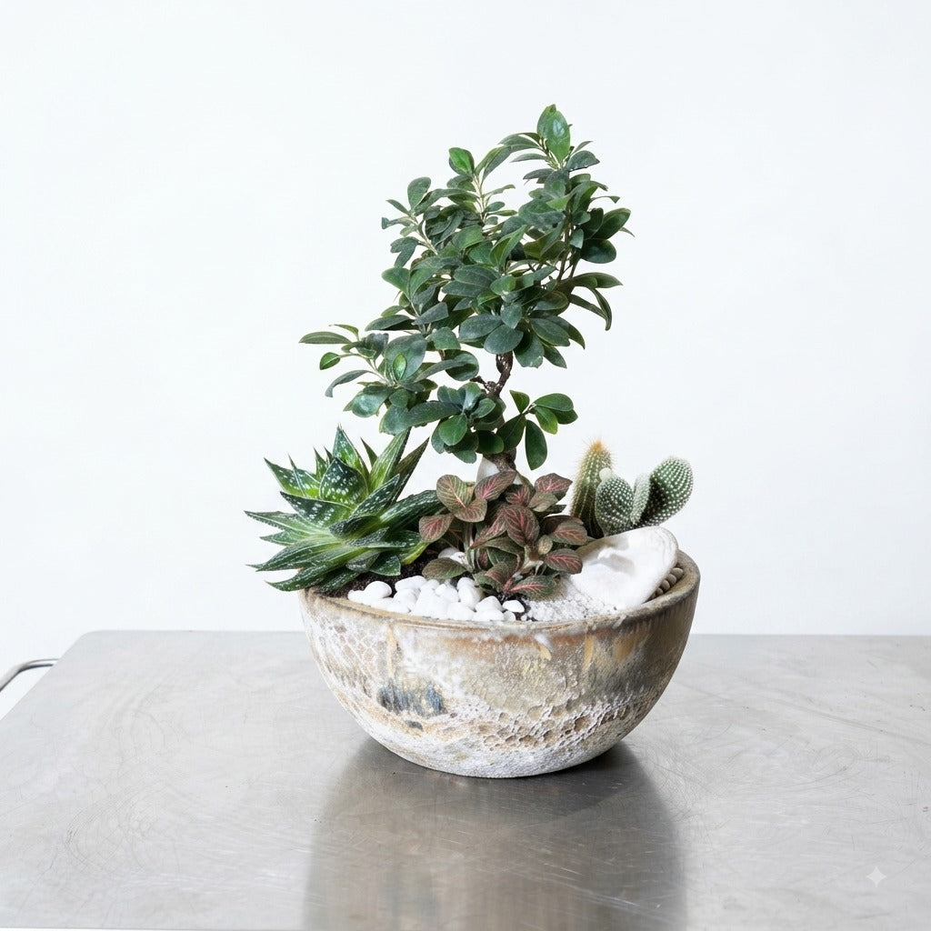 Mixed Succulent and Bonsai Desktop Arrangement in Rustic Bowl
