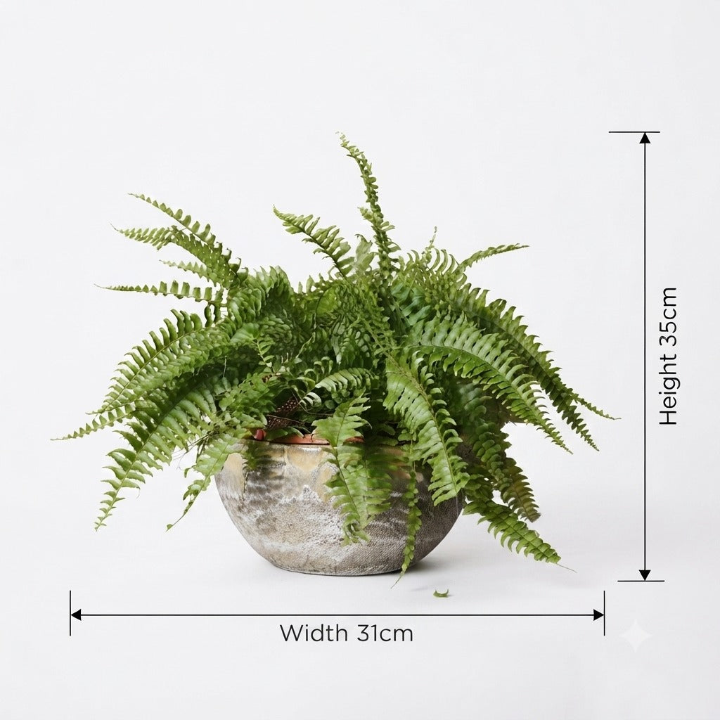 Boston Fern (سرخس بوسطن)/ Yellow Foam Glaze Bowl Pot