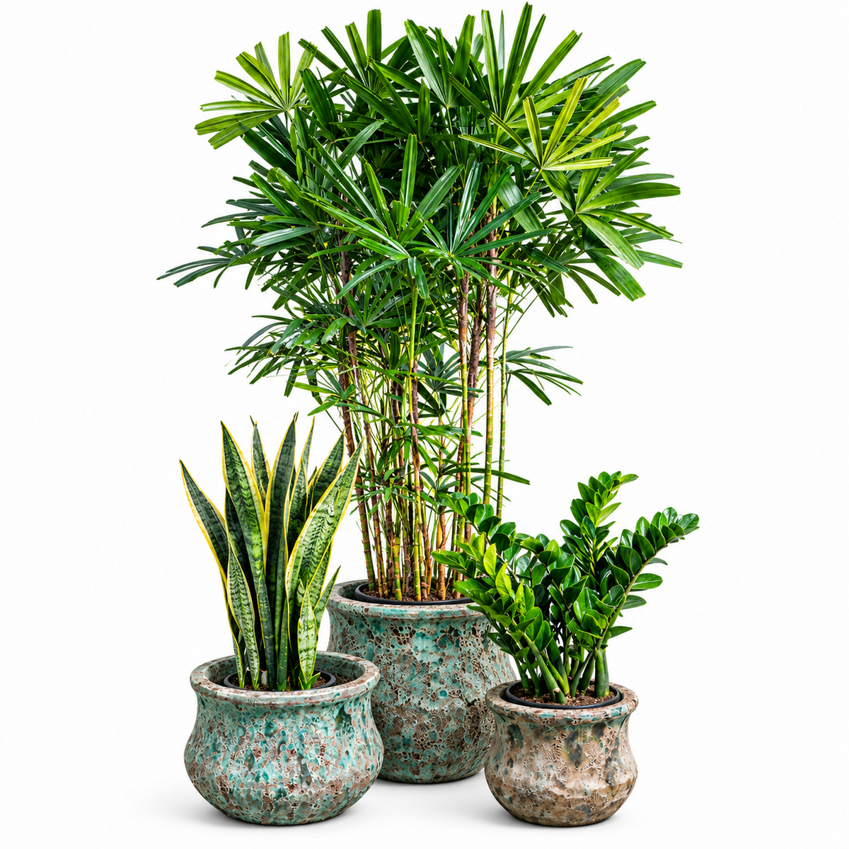 Lady Palm - Snake - Zizi / Round Pot Set of 3 – Jade Blue Ancient Tidi
