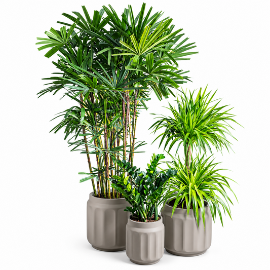 Lady Palm-Dracaena-Zizi/Natural Grey Pot Set 3 pc's