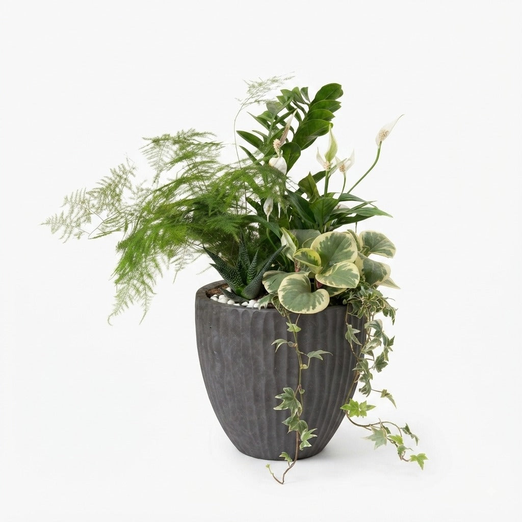 Lush Mixed Indoor Plant Arrangement in Dark Textured Pot