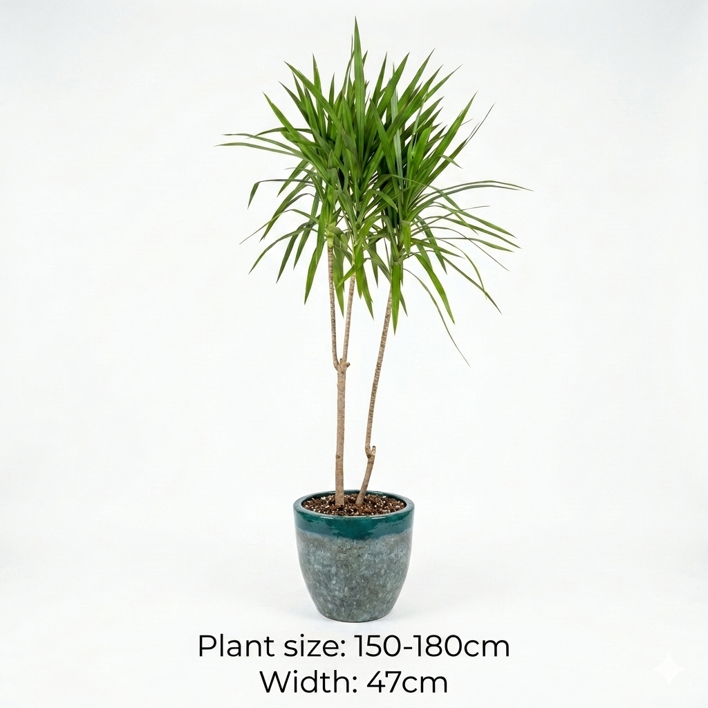 Dracaena / Green Multi tone pot