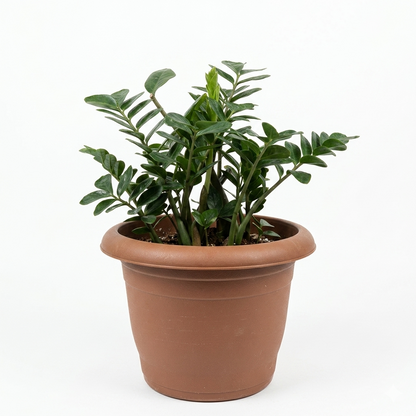 زيزي بلانت – ZZ Plant