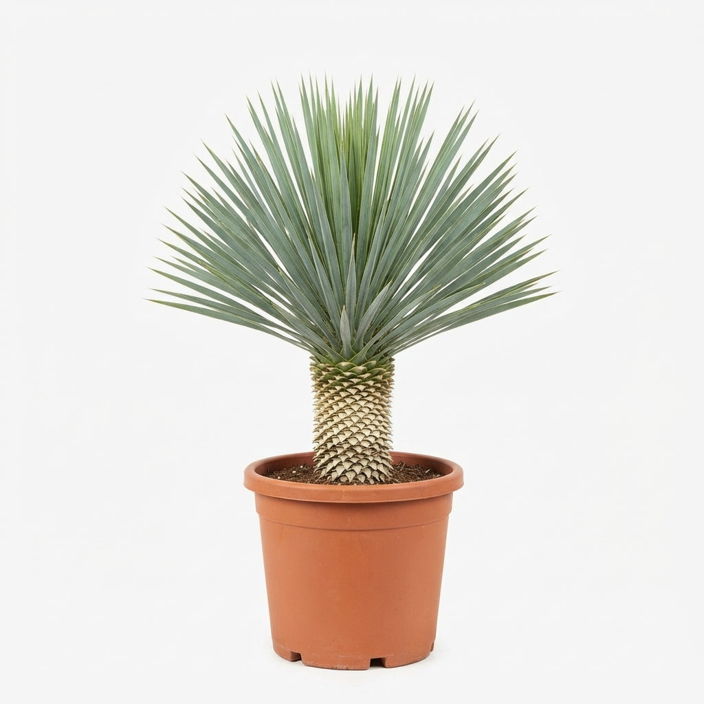 Yucca Rostrata (Height 40cmxWidth 30cm)