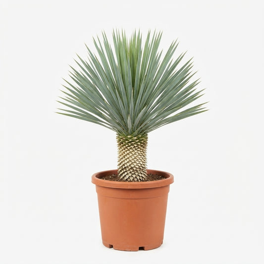 Yucca Rostrata (Height 40cmxWidth 30cm)