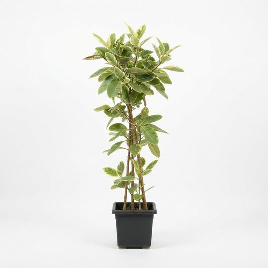 Ficus Altissima "Variegata"(فيكس التسيما "فارغاتا" (نبات المطاط المبرقش))