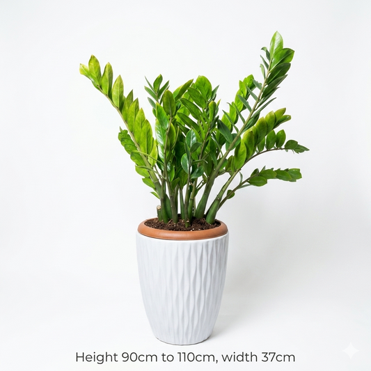 Zizi - White Ceramic Pot