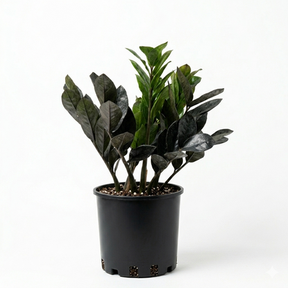 زيزي بلانت – ZZ Plant