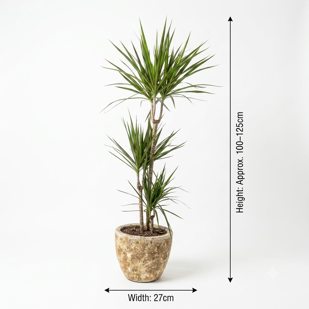 Golden or Yellow Travertine Pot/Dracaena Marginta