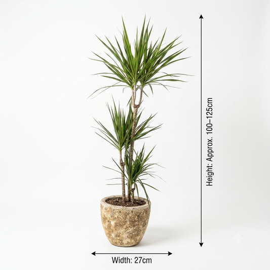 Golden or Yellow Travertine Pot / Dracaena Marginata