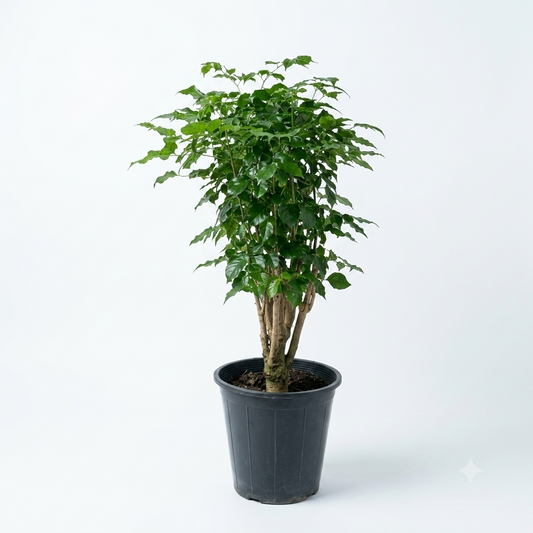 Emerald or Serpent Tree/ Small