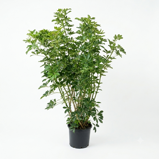 Schefflera arboricola/ Large Approx 1.5 meter