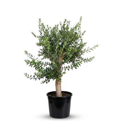 Olive Tree