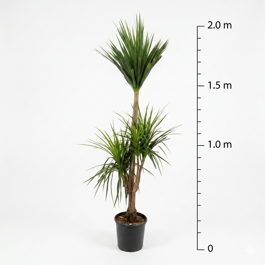 Dracaena Plant / Size Medium