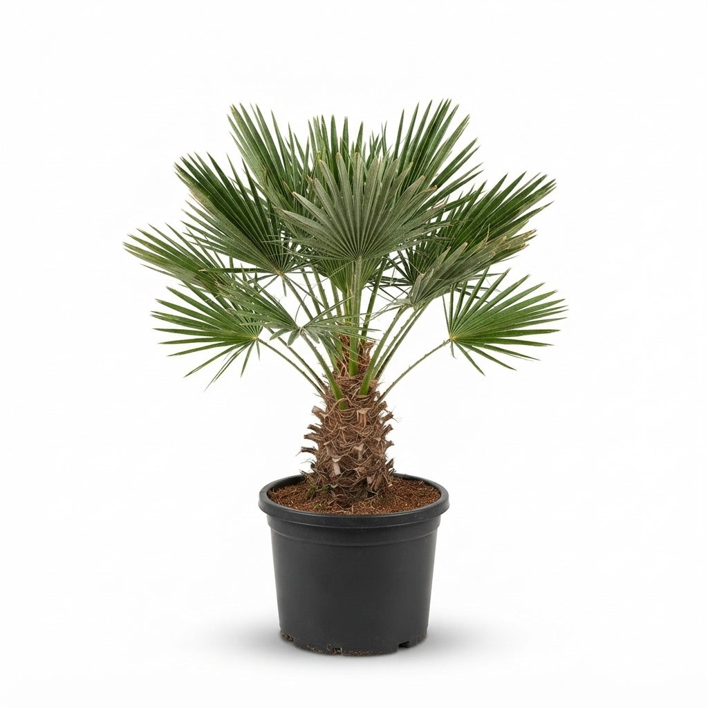 Chamaerops Humilis Vulcano (Height 100-120cm, Width 55)