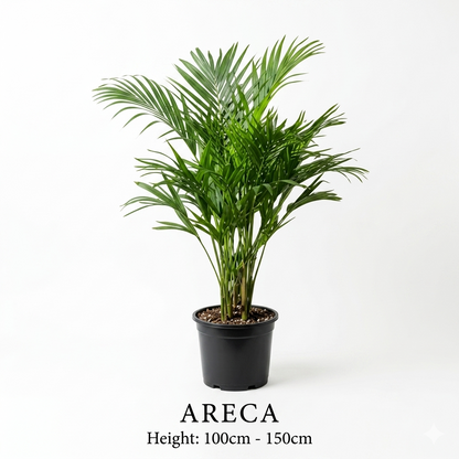 أريكا بالم – Areca Palm (Dypsis lutescens)