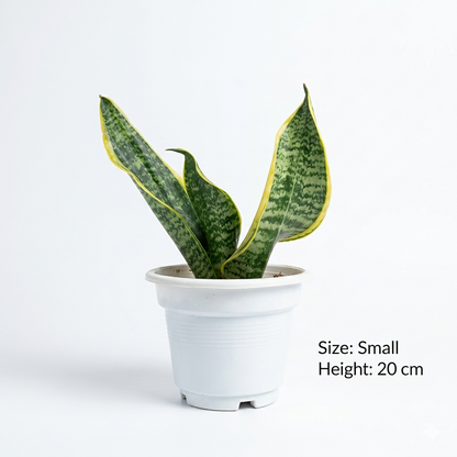 سنيك بلانت – Snake Plant