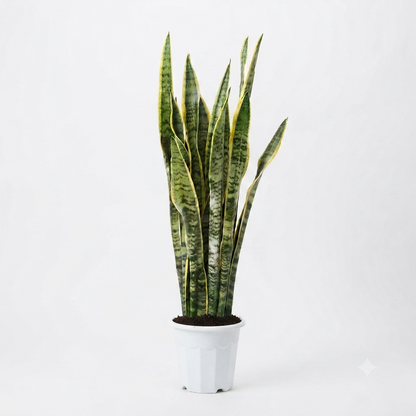 سنيك بلانت – Snake Plant