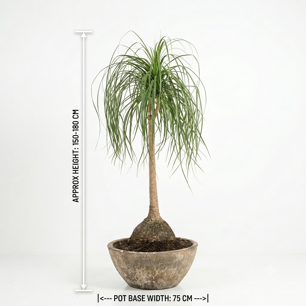 Rustic Terracotta Bowl Pot / Lady Ponytail Palm