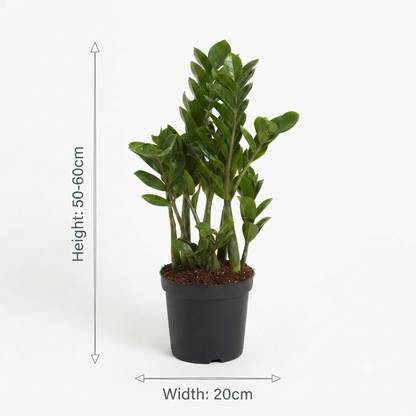 زيزي بلانت – ZZ Plant