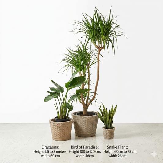 Dracaena - Bird of Paradise & Snake Plant