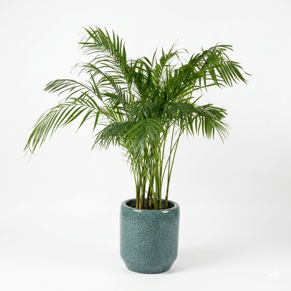 Arica & White Ceramic Pot