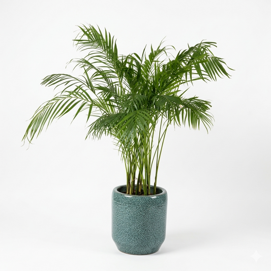 Arica & White Ceramic Pot