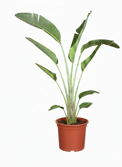 عصفور الجنة – Bird of Paradise