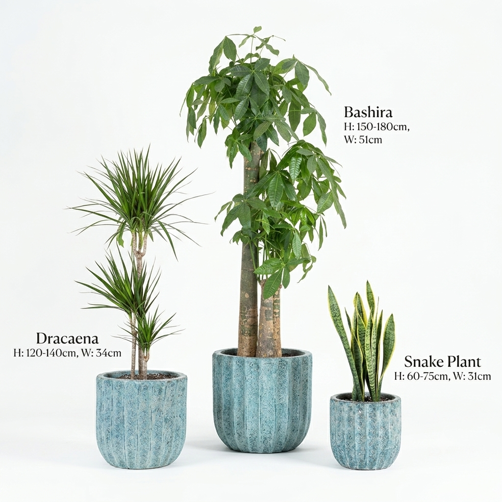 U-shaped / mottled teal & Bashira - Dracaena - Snake Plants