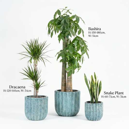 U-shaped / mottled teal & Bashira - Dracaena - Snake Plants