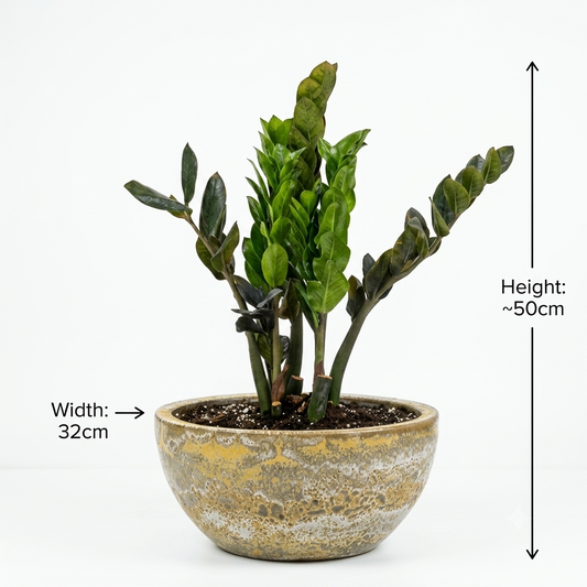 Yellow Foam Glaze Bowl Pot/ ZZ Plant Small