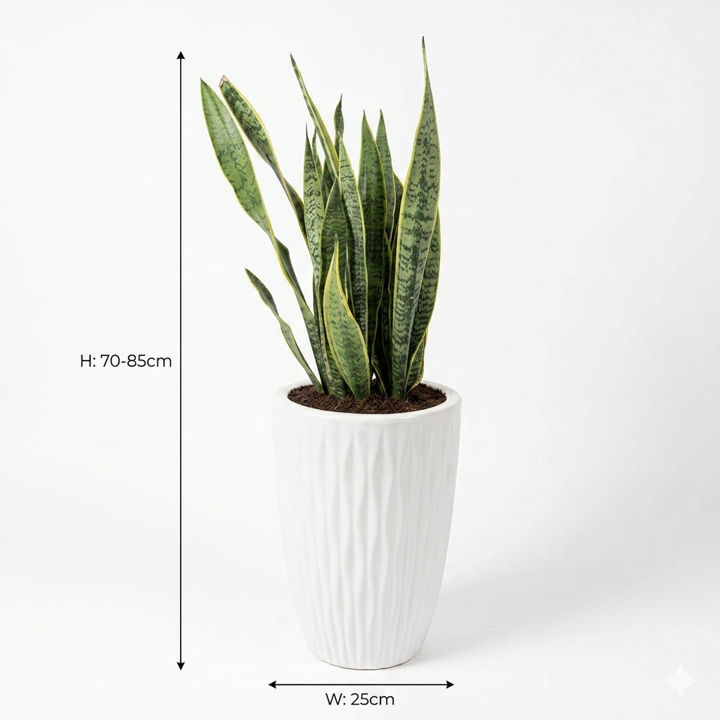 Snake Plant / White Ceramic Pot