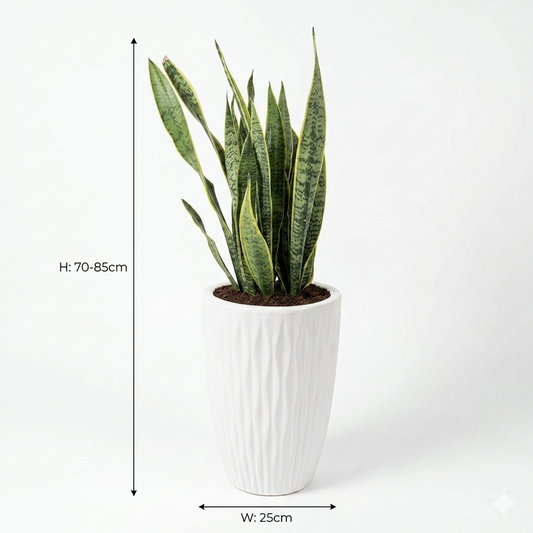 Snake Plant / White Ceramic Pot