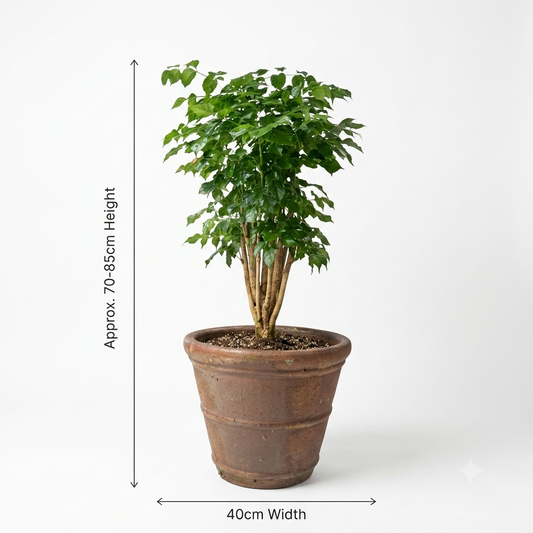 Terracotta Brown Pot/ Emerald or Serpent Plant
