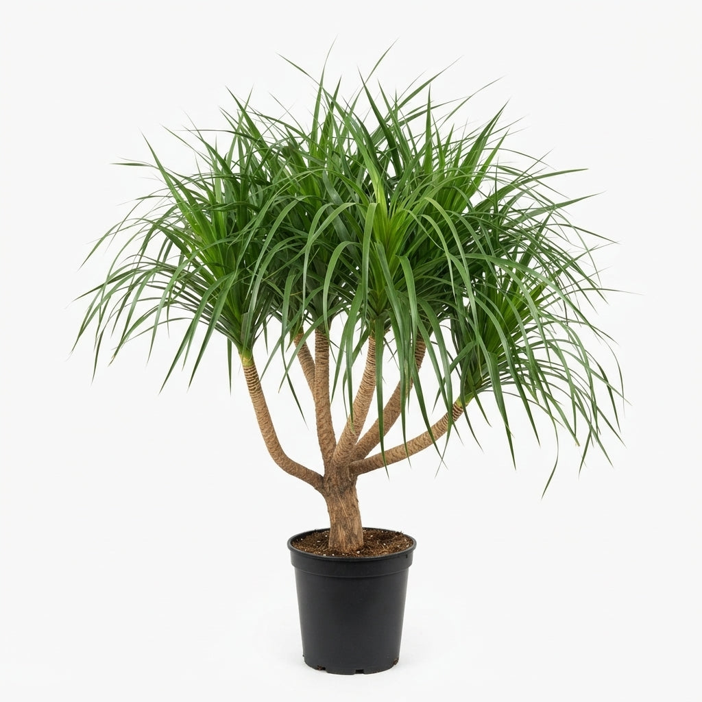 Dracaena Draco (H140cm x W35cm)