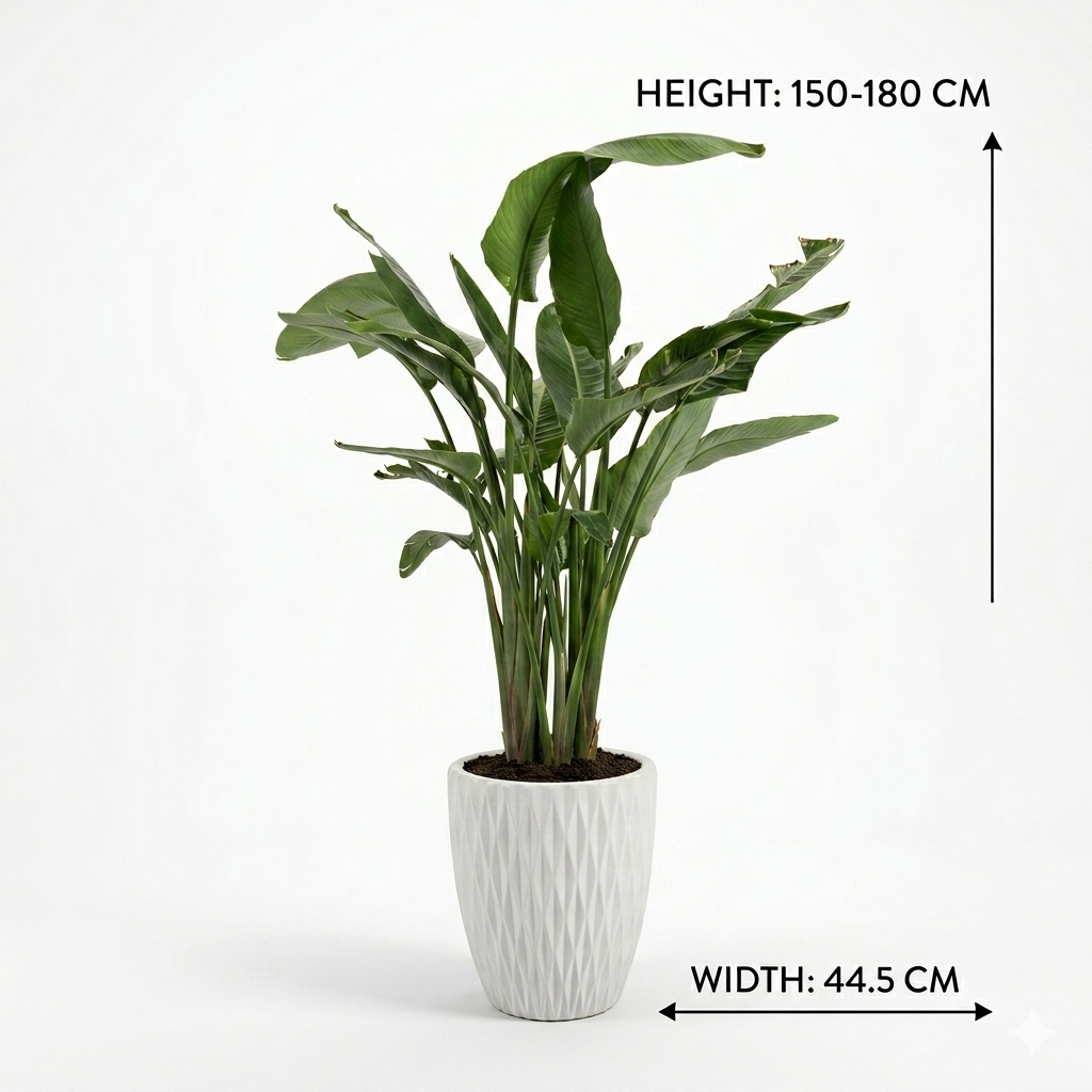 Bird Of Paradise - White Ceramic Pot