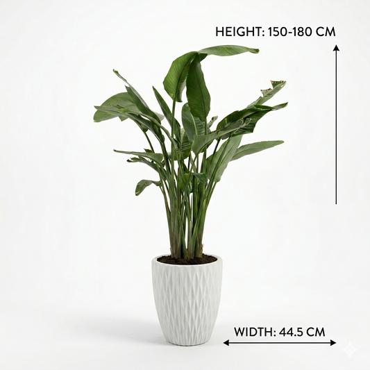 Bird Of Paradise - White Ceramic Pot
