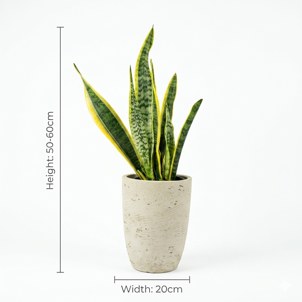 Snake Plant & Grey Pot