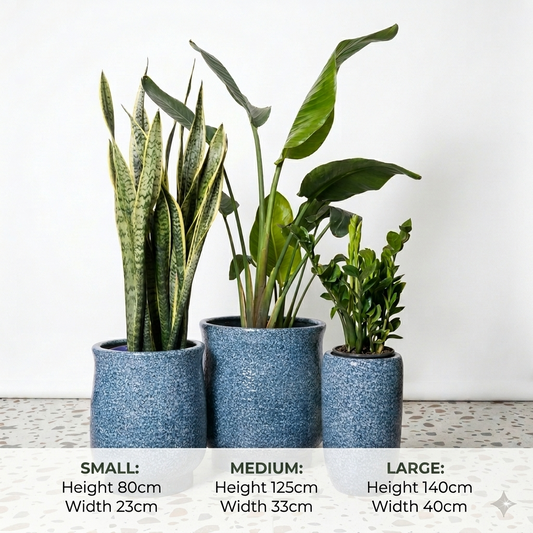 Bird of Paradise, Snake & Zizi