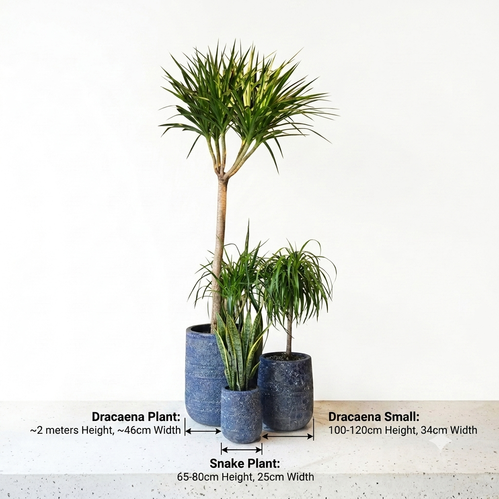 Atlantis cylinder/ deep cobalt blue / Dracaena's & Snake Plant
