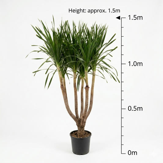 Dracaena Plant / Six Stems