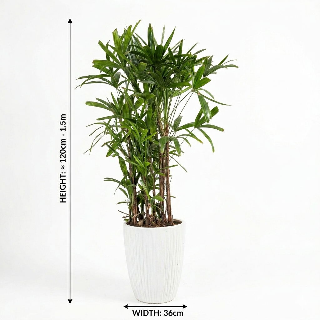 Lady Palm / White Ceramic Pot