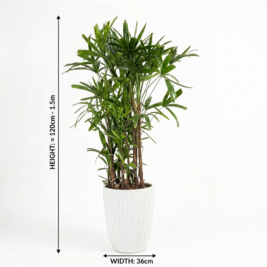 Lady Palm/ White Ceramic Pot