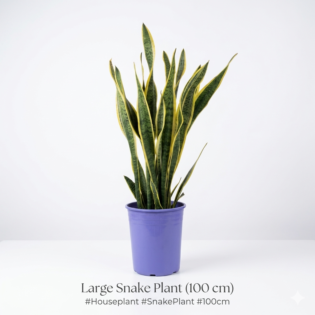 سنيك بلانت – Snake Plant
