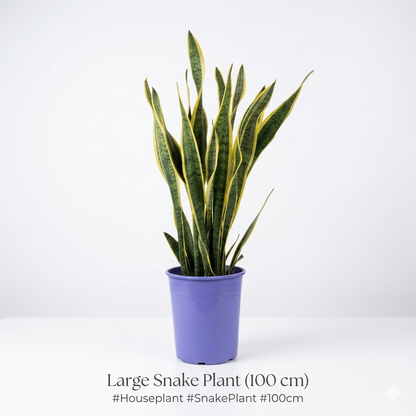 سنيك بلانت – Snake Plant