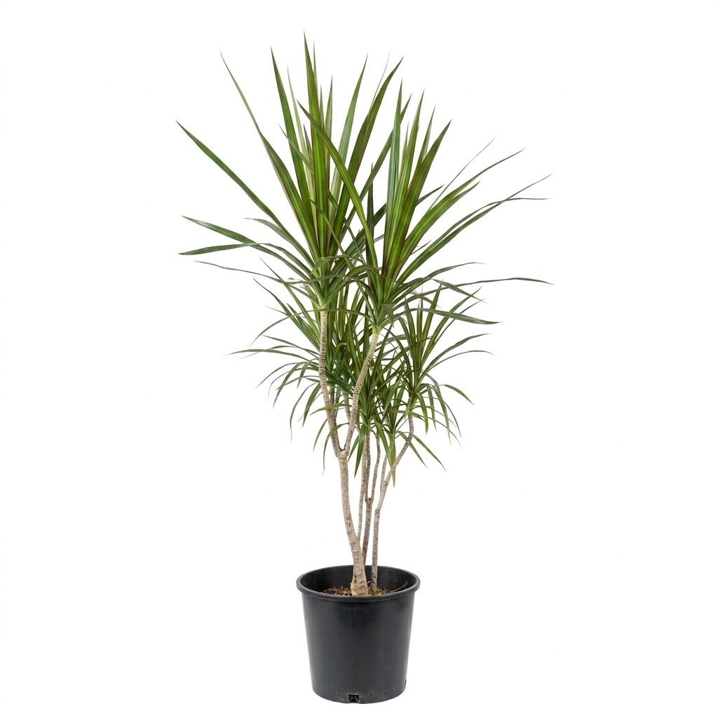 Dracaena Margenta/Small Plant
